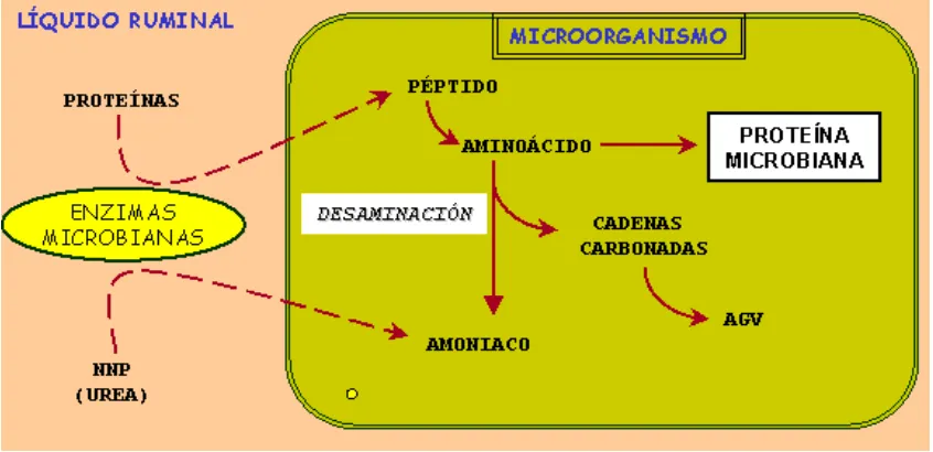 Figura 3. Formación de proteína microbiana a partir de proteínas en la dieta (butterry, 1977)
