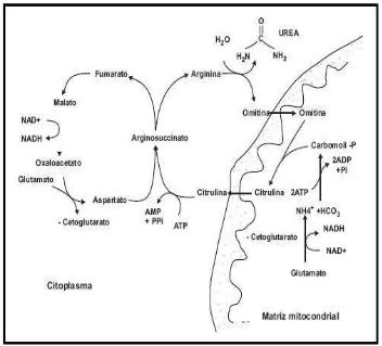 Figura 4. El ciclo de la urea (adaptado de Maynard et al., 1979) 