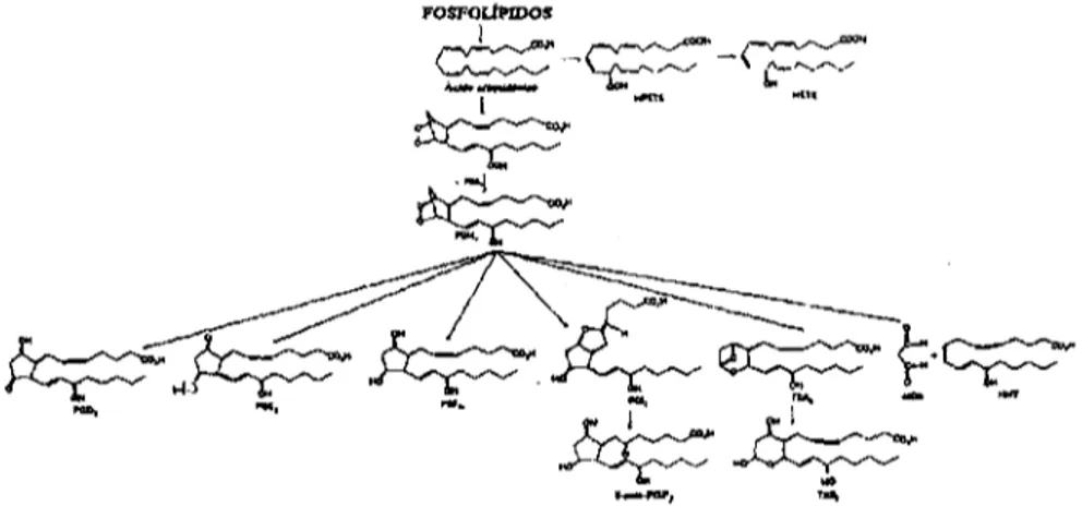 Figura 4. Síntesis de prostaglandinas