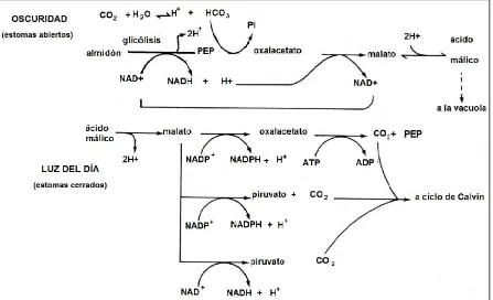Figura 2. Resumen en el proceso de la fijación de CO2 durante el día y la noche en plantas CAM, (Salisbury y Ross, 1994)