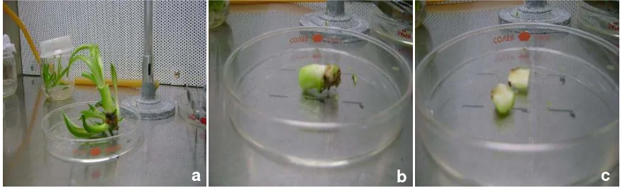 Figura 3. Material vegetal empleado en la propagación in vitro de Agave potatorum Zucc., en el Laboratorio de Biotecnología del Instituto Tecnológico del Valle de Oaxaca