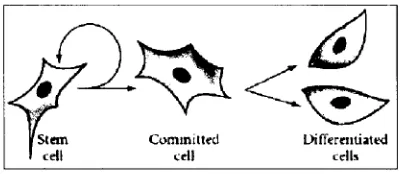 Fig. 3. Diferentes etapas de una célula progenitura de adulto.