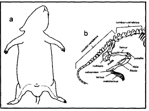 Fig. 6.  a) Región en donde se hace el corte para extraer cada uno de losfémures, b) Esquema de la parte inferior del esqueleto  de una rata.