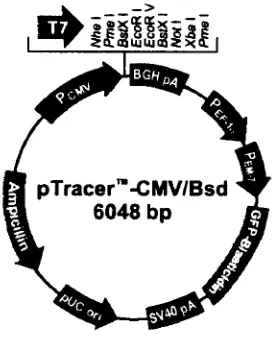Fig. 7. Esquema del plasmido pTracer ­ CMV/Bsd