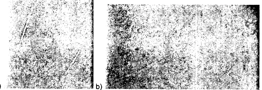 Fig.  8.  Microfotográficas de células progenituras en cultivo tomadas en los