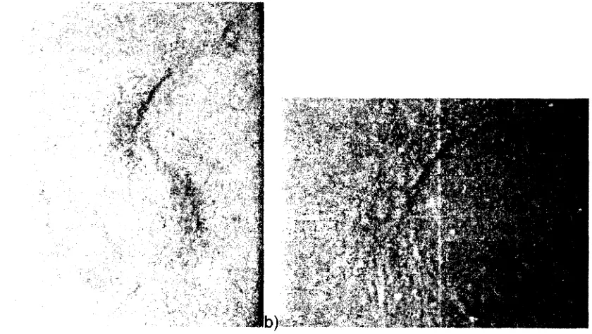 Fig.  12.azacitidina  (20x).dedespués células  Microfotográficas  de  placas  confluentes  de  células  a  los  17 días  de  habérseles  inducido  la  diferenciación  hacia  cardiomiocitos  con  5­ a) Se observa  la formación de estructuras alargadas, b) Grupo asociadas.