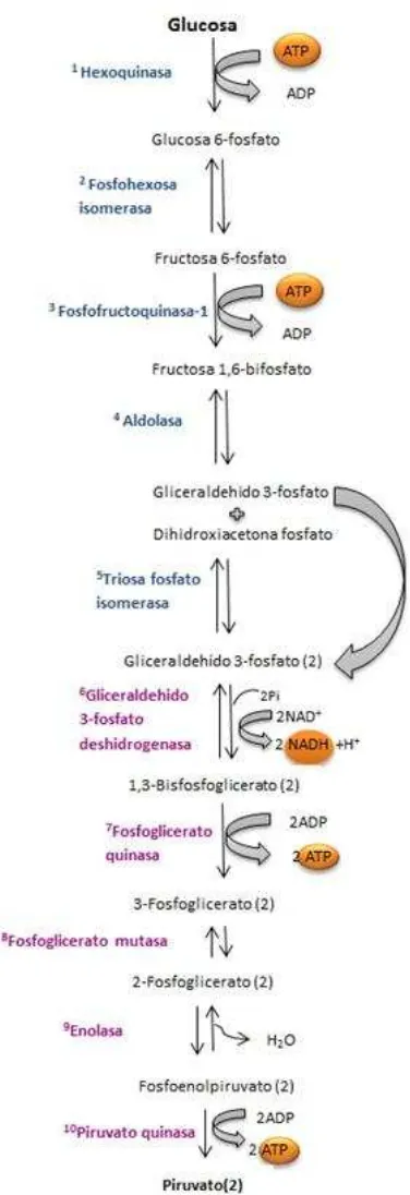 Figura 4. Proceso de glucólisis. En condiciones anaeróbicas el piruvato produce ácido láctico, 