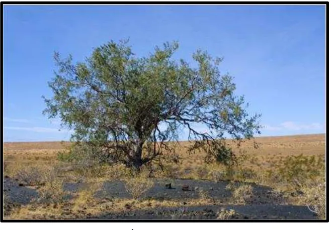 Figura 4. Árbol de mezquite 