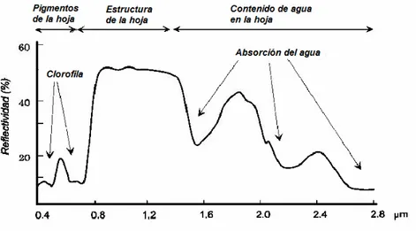 Figura  2.  Comportamiento  teórico  de  la  reflectividad  en  la  vegetación  vigorosa  (CCRS, 1998)