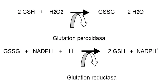 Figura 2. Reacciones en las que participa la glutatión peroxidasa (Maas, 1990).  