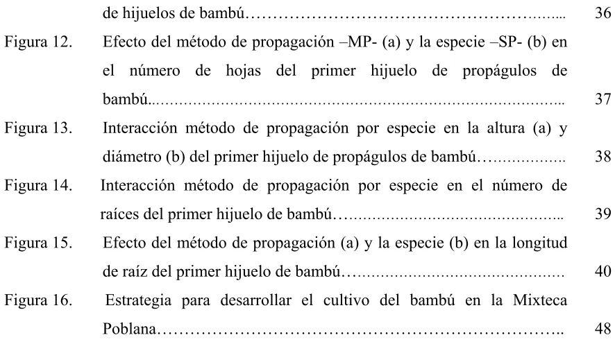 Figura 12. 