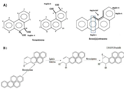 Figura 2.1. A) Regiones A, B, Bay y L de los hidrocarburos policíclicos aromáticos, involucradas en la formación de epóxidos metabólicamente activos, los cuales confieren la propiedad de ser cancerígenos y genotóxicos