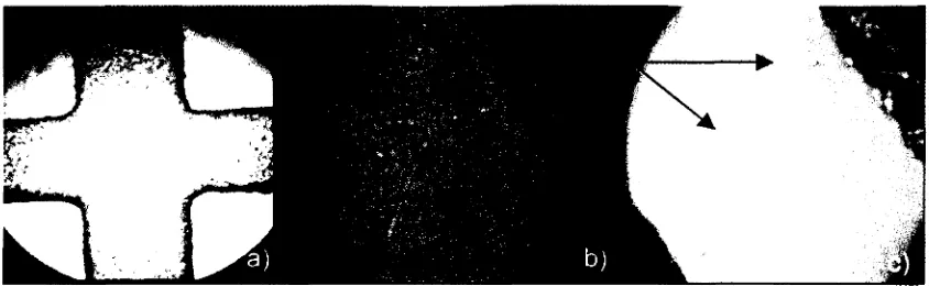 Fig. 4.3 Registros fotográficos de células madre a 0 RPM cultivadas en cajas de vidrio