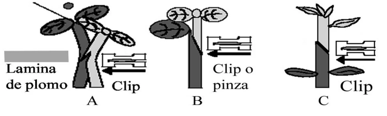 Figura 1.  Técnicas más usadas en cucurbitáceas: (A) aproximación, (B) empalme; Solanáceas: (C)  empalme (Lee, 1994; Miguel, 1997; Lee y Oda, 2003)