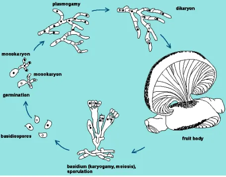 Figura 1. Ciclo de vida de los basidiomicetos superiores (Pleurotus ostreatus) (Martínez-Carrera, 1998)