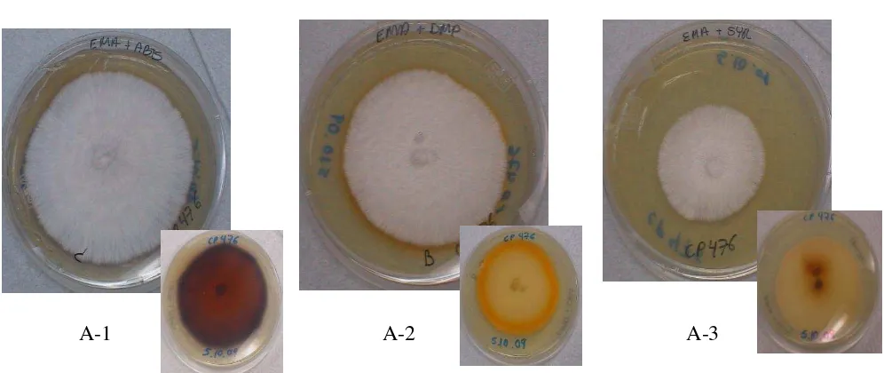 Figura 60. Cepa del género Coprinopsis a seis días de crecimiento en medio EMA con diferentes sustratos enzimáticos, incubados a 22º-26ºC