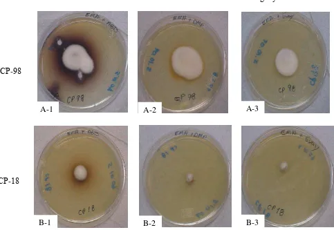 Figura 62. Cepas de con poca coloración del medio por la oxidación de ABTS. adicionado con Pleurotus a seis días de cultivo en medio EMA con diferentes sustratos enzimáticos, incubados a 22º-26ºC
