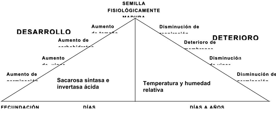 Figura 3. Desarrollo y deterioro de la semilla. Modificado de Ayala, 20081