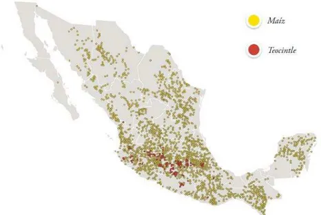 Figura  1.2.  Localización  de  los  sitios  de  colecta  de  las  razas  de  maíz  (puntos  en  amarillo) y teocintles (puntos en rojo) en México (CONABIO, 2009)