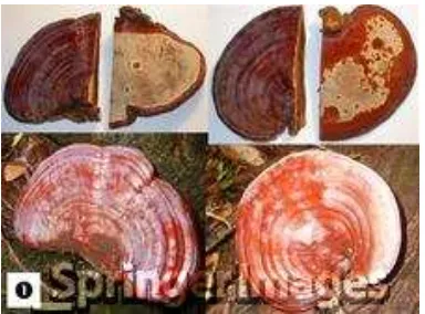 Figura 1. Ganoderma subamboinense (Springer Images, 2012).  