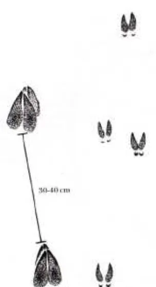 Figura 4. Fuentes: Mano o pata de venado cola blanca a Aranda (2000), b Foto del autor de este trabajo