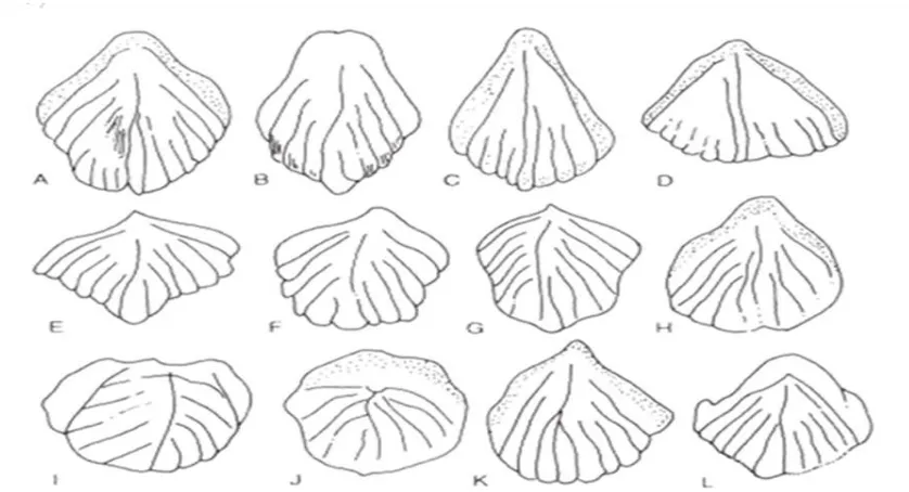 Figura 5. Forma más comunes de la yema en caña de azúcar: A) Ovoide; B) Ovoide angosta; C) Deltoide larga; D) Deltoide corta; E) Romboide; F) Pentagonal; G) Pentagonal con alas en la parte superior; H) Ovoide angosta con alas prominentes en la parte superi