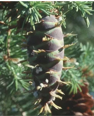 Figura 2.5. Plaga atacando a cono de P. menziesii. 