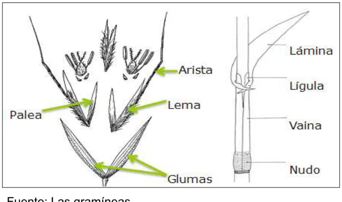 Figura 1. Estructura de la espiguilla. 