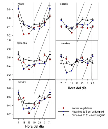 Figura 3.1.  Cambios de la acidez diurna y nocturna de las yemas vegetativas y los nopalitos de cinco cultivares de Opuntia ficus-indica