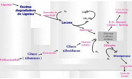 Figura 3. Enzimas que actúan en el proceso de degradación del complejo lignocelulosa. 