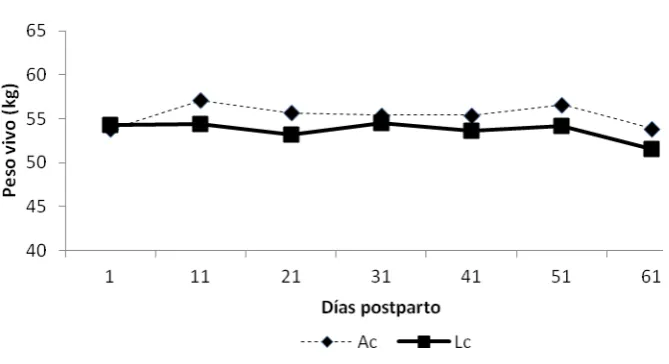 Figura 3.  Peso corporal en ovejas de pelo durante la lactancia manejadas en amamantamiento continuo (Ac) y lactancia controlada (Lc) durante los primeros 61 días postparto  