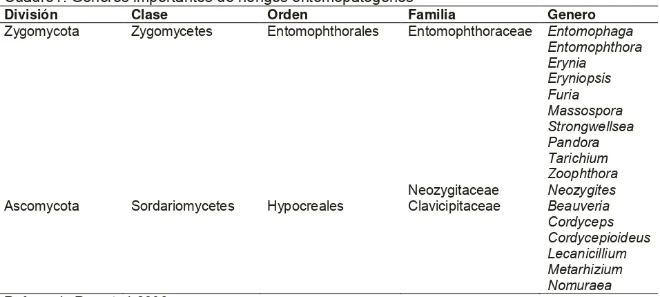 Cuadro1. Géneros importantes de hongos entomopatógenos División Clase Orden Familia  