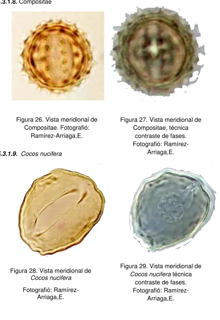 Figura 26. Vista meridional de 