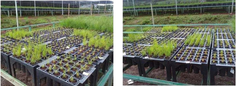 Figura 4.1. Crecimiento de plantas de Pinus montezumae con el régimen de fertilización 3 (Solo fertilizante soluble)