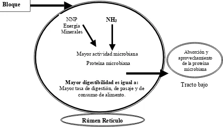 Figura 3. Esquematización de los efectos del bloque nutricional a nivel ruminal en los      bovinos