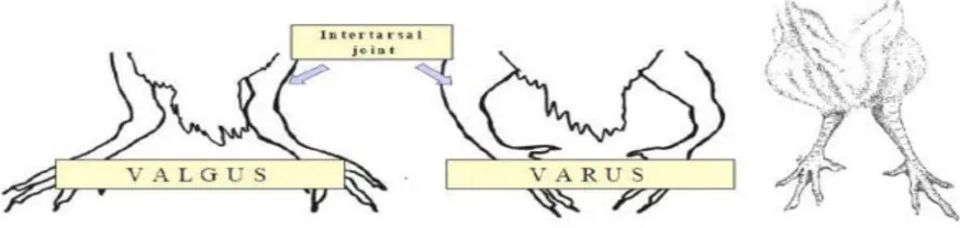 Figura 1. Ilustración gráfica de la angulación tibio tarsal en pollos de engorda. Tomada de 