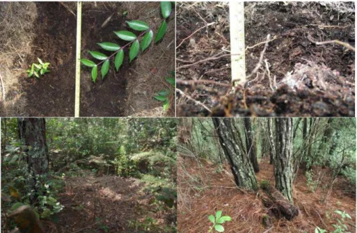 Figura 14. Condiciones sitios de muestreo en rodales de Bosque de P. patula y Quercus  laurina  con manejo forestal