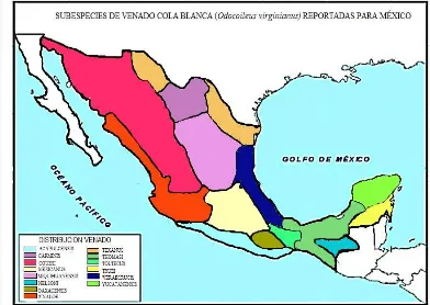 Figura 1. Distribución de las subespecies de venado cola blanca en México (Halls, 1984)