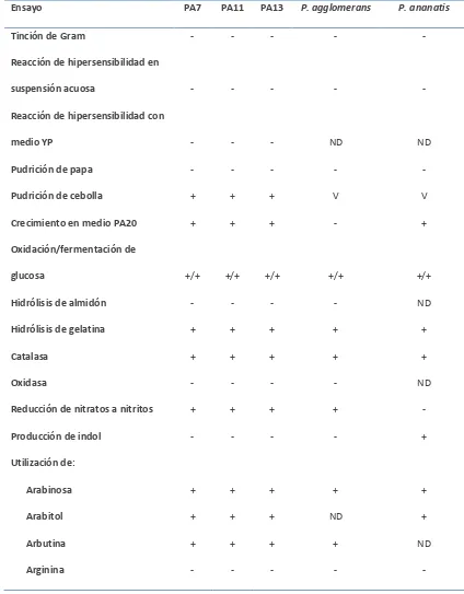 Cuadro 1.2. Resultados de los ensayos bioquímicos realizados con las cepas PA7, PA11 y PA13, comparadas con los resultados esperados para Pantoea anantis y P