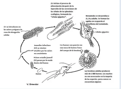 Figura 2.  Ciclo de vida de Meloidogyne spp. (Tomado de: Mitkowski and Abawi, 2003.) 