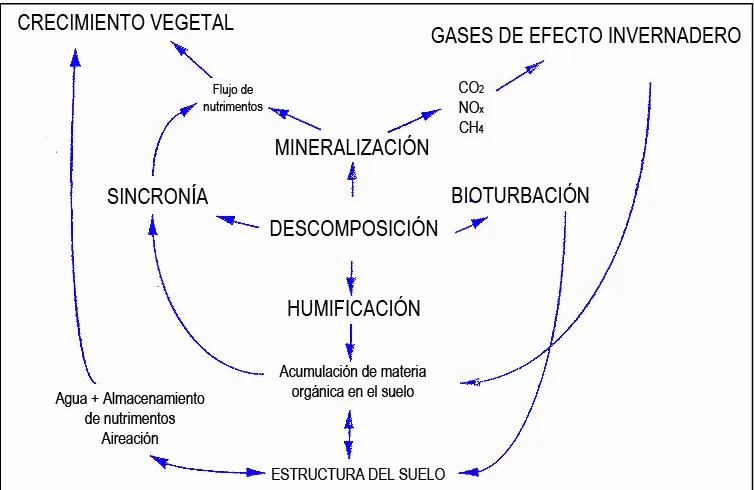 Figura 2. Relación del proceso de descomposición con otros procesos de los ecosistemas (Tomado de Lavelle y Spain, 2001)