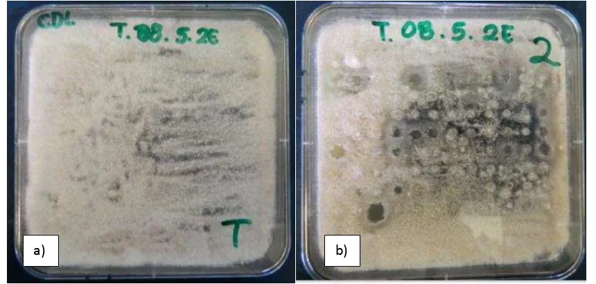 Figura  7. a) testigo (F. subglutinans) y b) zonas de inhibición hongo versus bacteria
