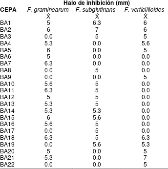 Cuadro 2. Promedio del halo de  inhibición in vitrolas 3 especies  de las 22 cepas bacterianas contra Fusarium spp