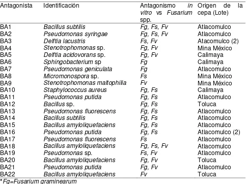 Cuadro 3. Identificación mediante el gen 16s ADNr de las 22 bacterias antagónicas a  F