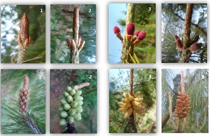 Figura 2.1. Etapas fenológicas femenina (arriba) y masculina (abajo) identificadas y usadas para determinar la sincronización en el huerto semillero clonal de Pinus patulaSchiede ex Schltdl