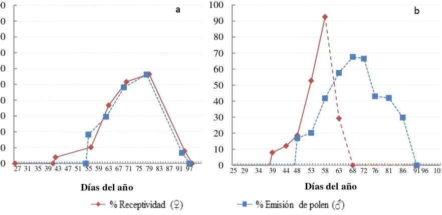 Figura 2.2. Sincronización fenológica (porcentaje de estróbilos femeninos receptivos y de 