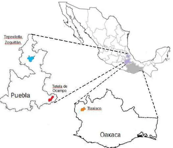 Cuadro 1. Características y origen de las colectas utilizadas en el presente estudio 