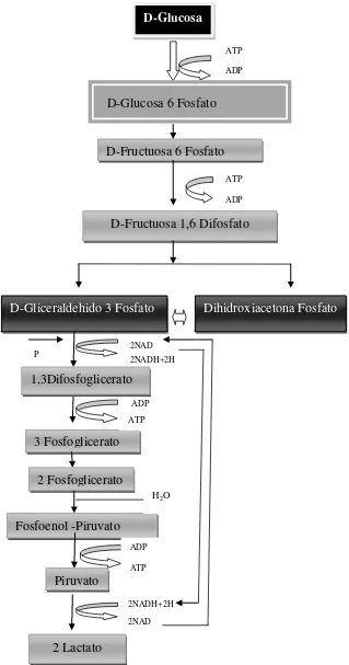 Figura 1. Ruta de la glucolisis o vía de Embden-Meyerhof-Parnas Fuente: modificado de Parra (2010)