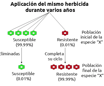 Figura  1. Esquema de  la  selección ejercida por los herbicidas y el  cambio  en  la proporción  de  individuos  susceptibles  y  resistentes  en  las  poblaciones  de  maleza (Tomado de Tharayil-Santhakumar, 2003).