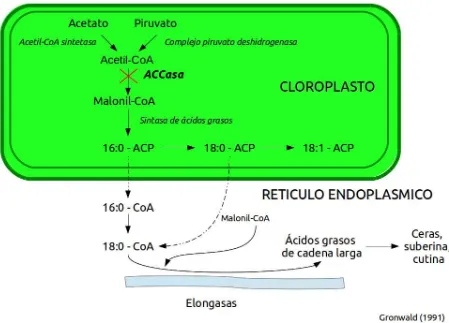 Figura  3.  Modo  de  acción  de  los  herbicidas  inhibidores  de  la  Acetil  Coenzima-A carboxilasa.